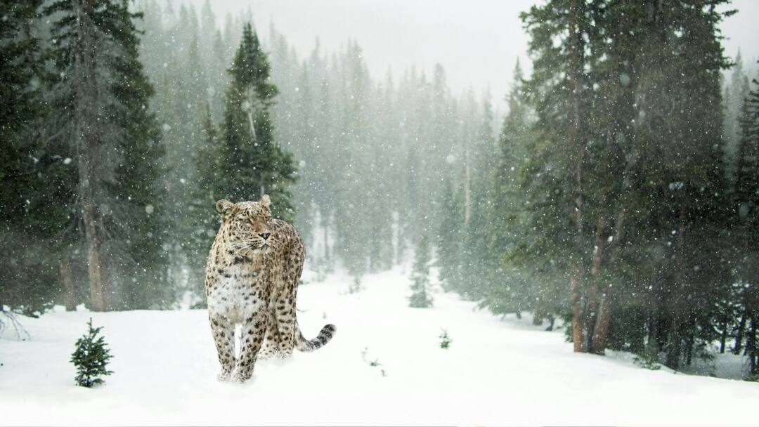 Viral Video: আনন্দে বরফে গড়াগড়ি খাচ্ছে তুষার চিতা ! ভাইরাল ভিডিও মনে ধরেছে নেটিজেনদের Viral Video Of Snow Leopard Playing on ice submerged valley Ladakh Watch Viral Video: আনন্দে বরফে গড়াগড়ি খাচ্ছে তুষার চিতা ! ভাইরাল ভিডিও মনে ধরেছে নেটিজেনদের