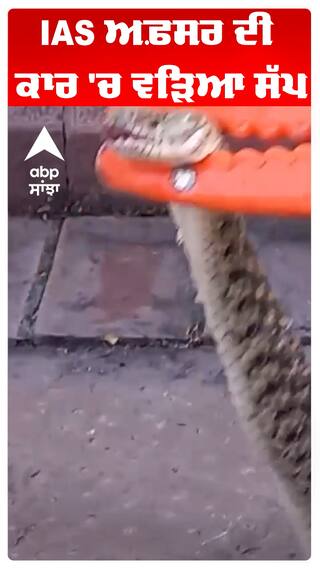 IAS ਅਫ਼ਸਰ ਦੀ ਕਾਰ 'ਚ ਵੜਿਆ ਸੱਪ