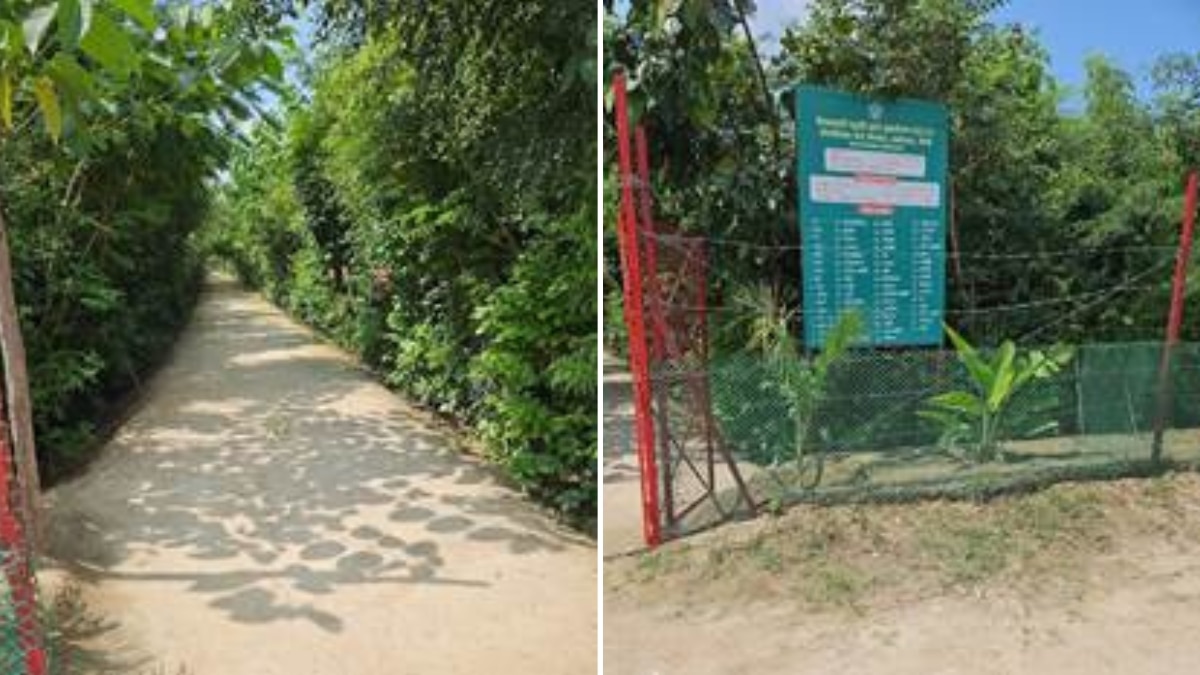 This Japanese Technique Turned Prayagraj '56,000 Sq M' Greener Ahead Of Mahakumbh 