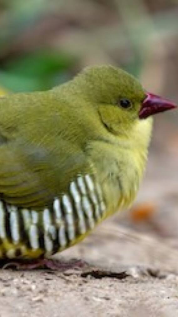 माउंट आबू का खास जंगल, जहां खुले में उड़ते हैं दुर्लभ ग्रीन मुनिया