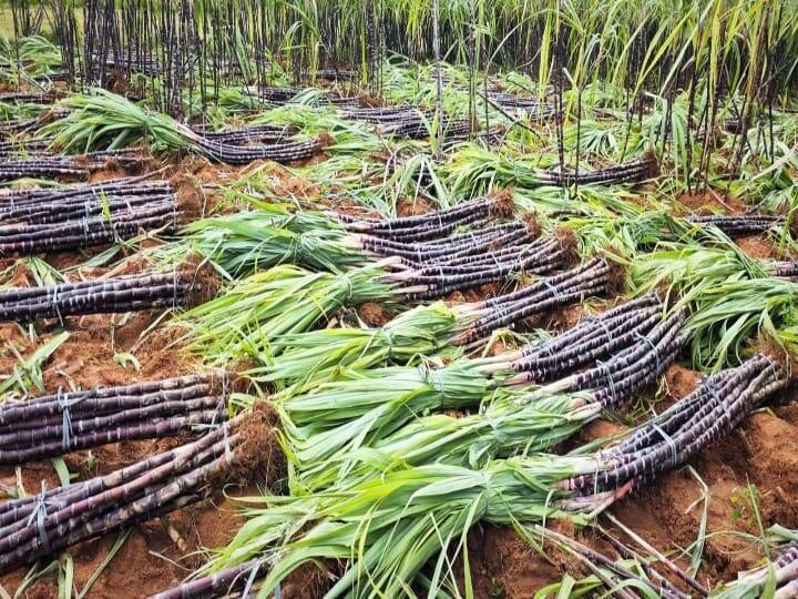 பொங்கல் கொண்டாட தயாரக இருக்கும் மேலூர் கரும்பு.
