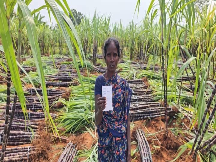 கரும்பு வெட்டும் பணி கடைசி கட்டத்தை எட்டியுள்ளது, கரும்பு வெட்டு ரசீதை காட்டும் பெண்.