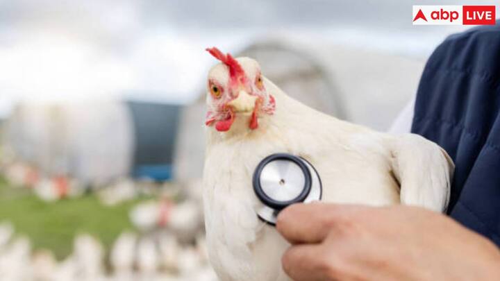 बर्ड फ्लू का संक्रमण एक व्यक्ति से दूसरे व्यक्ति में नहीं फैलता है और यह जानवरों और पक्षियों से मनुष्यों में फैलता है. इसे डेड-एंड संक्रमण के रूप में भी जाना जाता है क्योंकि एक इंसान से दूसरे इंसान में कोई संक्रमण नहीं होता है.