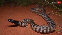 बड़े से बड़े जानवरों को निगल जाते हैं अजगर, लेकिन इसे पचाते कैसे हैं?