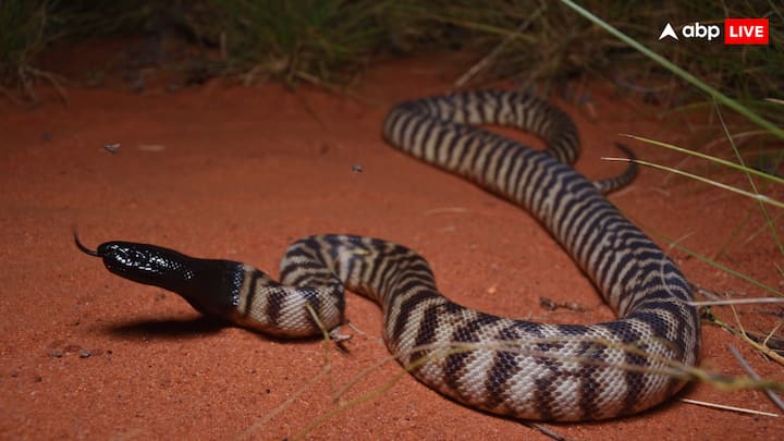 अजगर अपने से 6 गुना बड़ा जानवर निकलने की क्षमता रखते हैं. अजगर के जबड़े का आकार ऐसा होता है कि वो बहुत आसानी से मुंह खोलकर अपने से बड़े जानवकों को निकल सकते हैं.