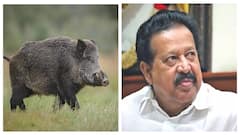 விவசாயிகளே! காட்டுப்பன்றிகளை இனி சுட்டுத் தள்ளலாம் - யாருக்கு அந்த அதிகாரம்?