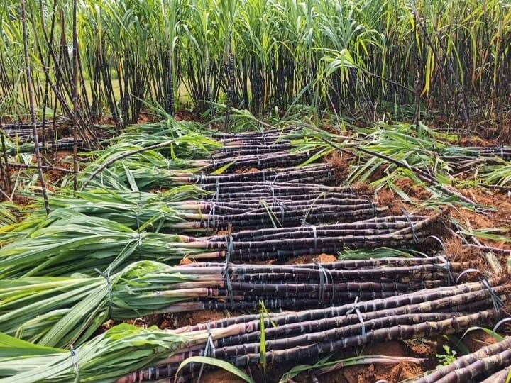 கட்டுக் கட்டாக கொட்டிக்கிடக்கும் பணப்பயிர் கரும்பு.