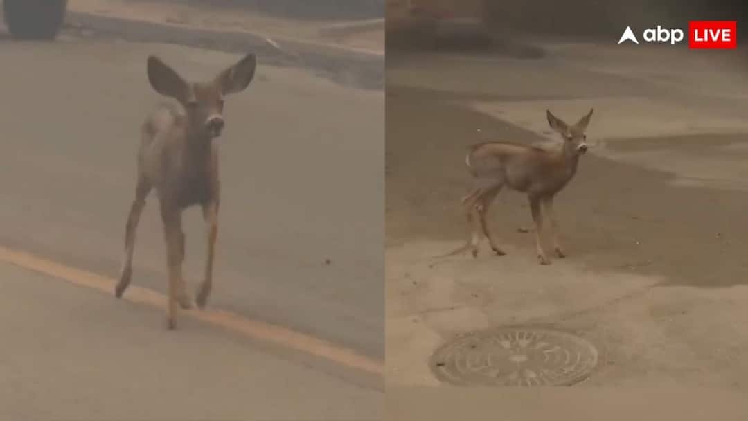 आग से जान बचाकर सड़कों पर दौड़ने लगा हिरण का बच्चा, अमेरिका का वीडियो वायरल los angeles wildfire baby deer runs to escape from it video goes viral on social media आग से जान बचाकर सड़कों पर दौड़ने लगा हिरण का बच्चा, अमेरिका का वीडियो वायरल