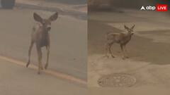 आग से जान बचाकर सड़कों पर दौड़ने लगा हिरण का बच्चा, अमेरिका का वीडियो वायरल