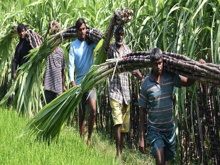 வேகமா தூக்கு, வேகமா தூக்கு கரும்பை சுமக்கும் விவசாயிகள்.