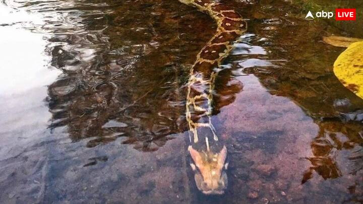 लेकिन सवाल ये है कि अजगर अपने से बड़े जानवकों को सीधे जिंदा निकलने के बाद पचाते कैसे हैं. क्योंकि वो अपने भोजन को बिना चबाए सीधे निगलते हैं.