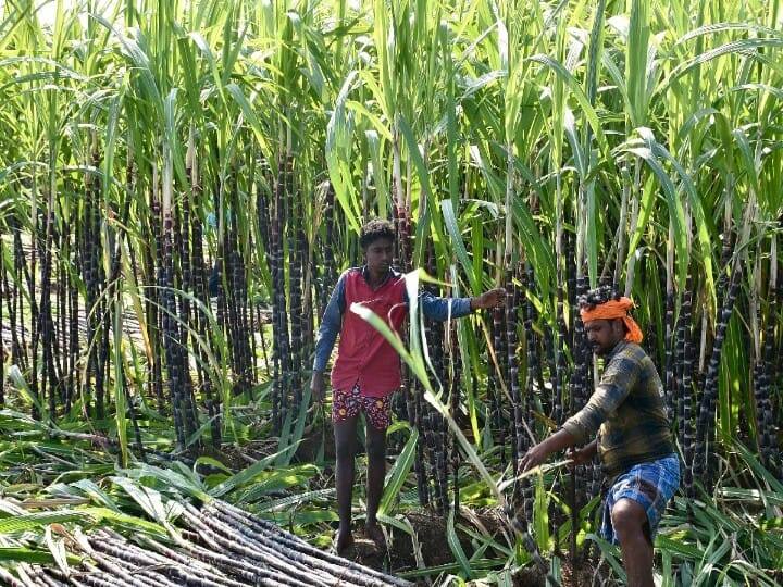 கரும்பு வெட்ட தீவிரம் காட்டிய கரும்பு விவசாயிகள்.