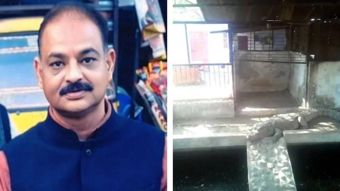 Viral News : బీజేపీ మాజీ ఎమ్మెల్యే ఇంట్లో ఐటీ సోదాలు- మొసళ్లను చూసి కంగుతిన్న అధికారులు former mla harvansh singh rathore income tax team raid crocodiles found in house Viral News : బీజేపీ మాజీ ఎమ్మెల్యే ఇంట్లో ఐటీ సోదాలు- మొసళ్లను చూసి కంగుతిన్న అధికారులు