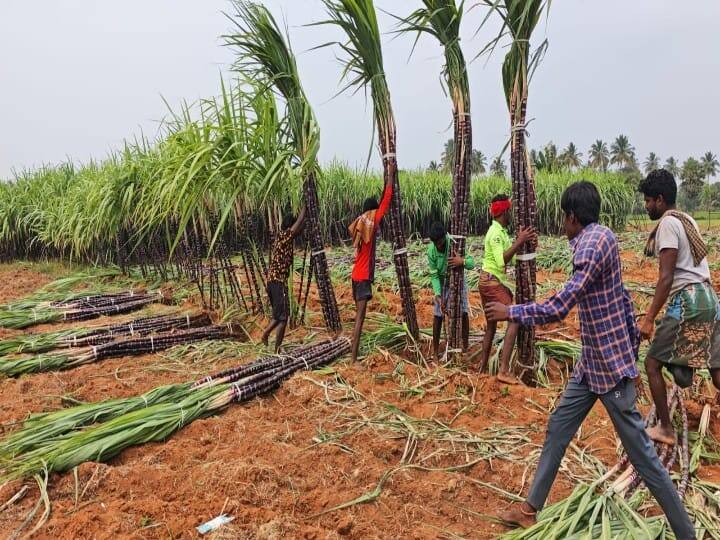 பொங்கல் பண்டிகைக்கு கடைசி வெட்டுப் பணி நடைபெற்று வருகிறது.