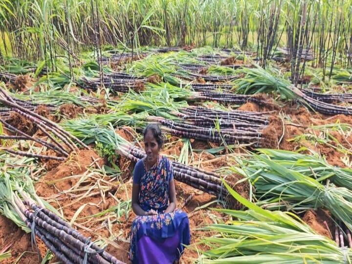 கரும்பு வெட்டு பணிகளில் ஈடுபட்ட பெண் அமர்ந்திருக்கும் காட்சி.