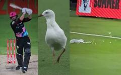 लाइव क्रिकेट मैच में दिखा भयावह दृश्य, गेंद लगने से पक्षी बुरी तरह घायल; देखें वीडियो