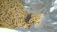 ગોપાલ ગાંઠિયાના પેકેટમાંથી મૃત ઉંદર નીકળ્યો, હિંમતનગરમાં બાળકીની તબિયત લથડી