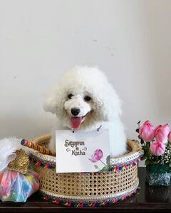 आश्चर्यम्! स्पेशल रुम, स्वत:चं नावही दिलं, कार्तिक आर्यनच्या क्युट पेट डॉगचे लाखो दिवाने, भारी थाट एकदा पाहाच