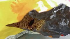 ગોપાલ ગાંઠિયાના પેકેટમાંથી મૃત ઉંદર નીકળ્યો, હિંમતનગરમાં બાળકીની તબિયત લથડી