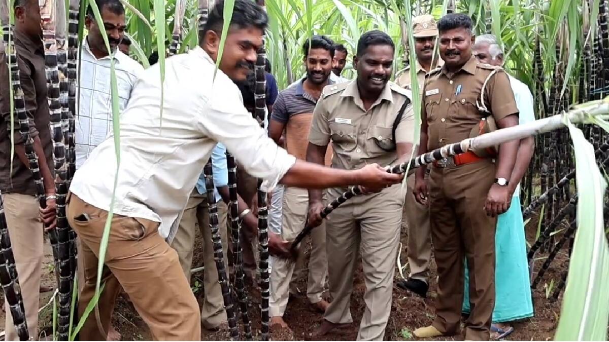 Salem Prison : சிறையில் கைதிகள் அறுவடை செய்த பத்தாயிரம் கரும்புகள்... சேலம் சிறை அங்காடியில் விற்பனைக்கு தயார்..