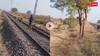 भेड़-बकरियों की तरह शेर को रेलवे ट्रैक से भगाता दिखा युवक, वीडियो हो रहा वायरल