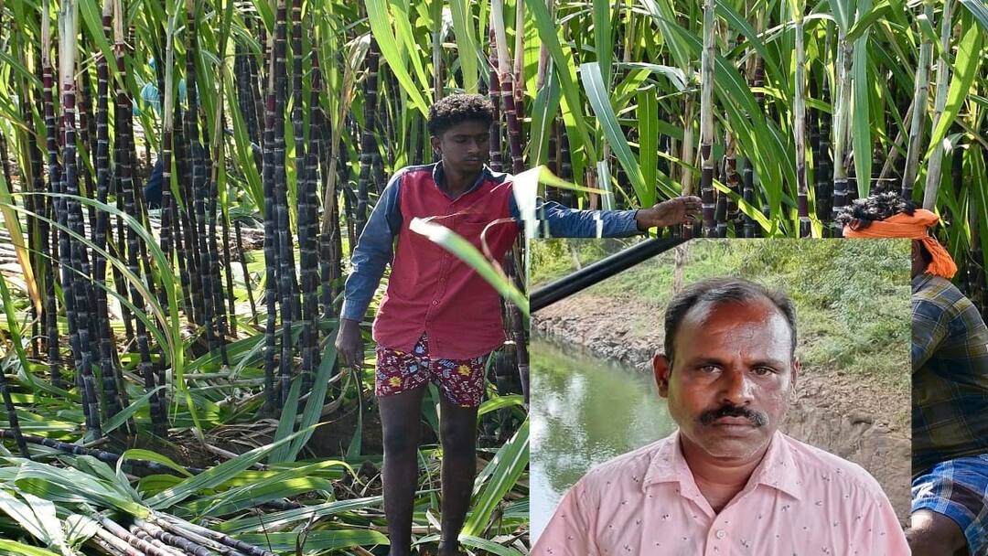 தனித்துவமான மேலூர் கரும்புக்கு புவிசார் குறியீடு வழங்க வேண்டும் - விவசாயிகள் கோரிக்கை