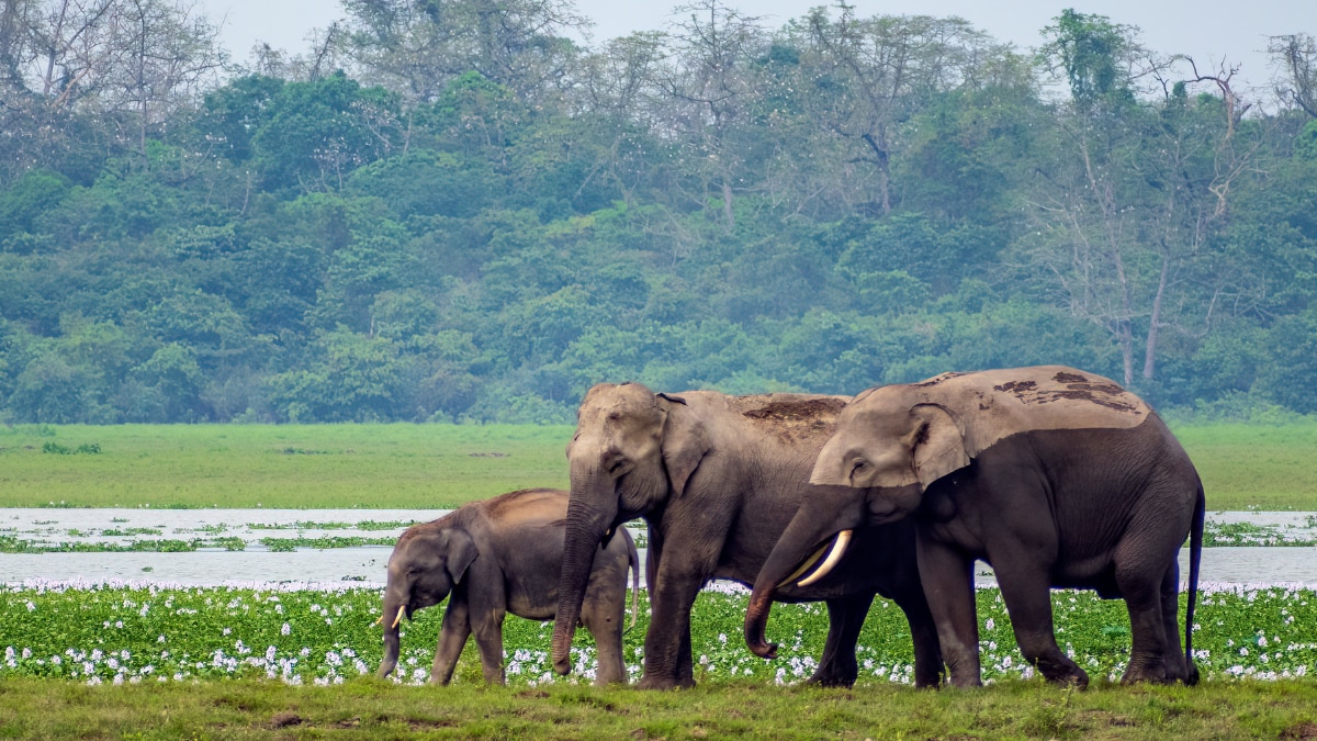 Assam In New York Times's Top Destination List Of 2025: Here Are Some Top Places To Visit