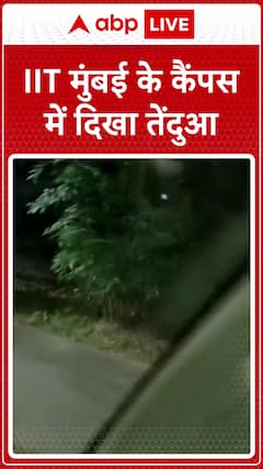 Leopard Spotted on IIT Mumbai Campus | ABP News