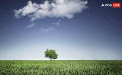 ਇਸ ਕੈਮੀਕਲ ਦੇ ਕਾਰਨ ਪੌਦਿਆਂ ਦਾ ਰੰਗ ਹੁੰਦਾ ਹਰਾ ? ਜਾਣੋ ਜ਼ਰੂਰੀ ਜਾਣਕਾਰੀ