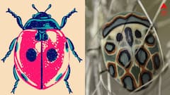 Picasso Bugs: পোকা তো নয়, যেন শিল্পকর্ম! শিল্পীর নামেই নামকরণ, বিপদে পড়লে দুর্গন্ধ ছড়ায় পিকাসো পোকা