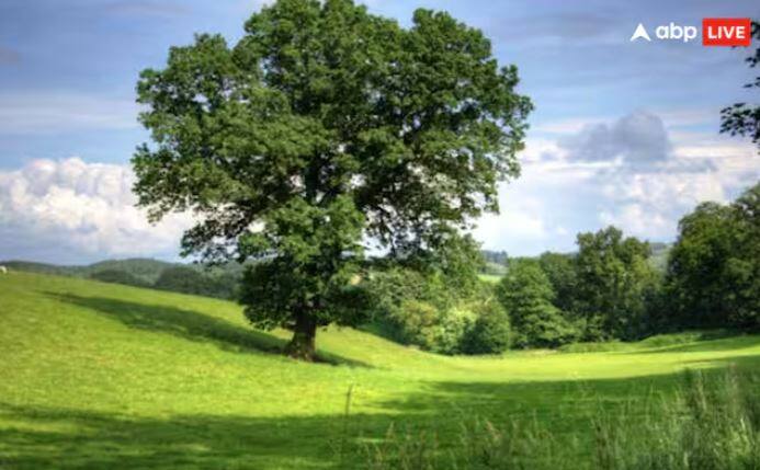 ਤੁਸੀਂ ਅਕਸਰ ਦੇਖਿਆ ਤੇ ਮਹਿਸੂਸ ਕੀਤਾ ਹੋਵੇਗਾ ਕਿ ਜਿੱਥੇ ਹਰਿਆਲੀ ਹੁੰਦੀ ਹੈ, ਉੱਥੇ ਇਨਸਾਨ ਨੂੰ ਸ਼ਾਂਤੀ ਮਿਲਦੀ ਹੈ ਅਤੇ ਉਸਦੀਆਂ ਅੱਖਾਂ ਨੂੰ ਆਰਾਮ ਮਿਲਦਾ ਹੈ। ਕਿਉਂਕਿ ਹਰਾ ਰੰਗ ਮਨੁੱਖੀ ਅੱਖਾਂ ਨੂੰ ਠੰਢਕ ਪ੍ਰਦਾਨ ਕਰਦਾ ਹੈ।