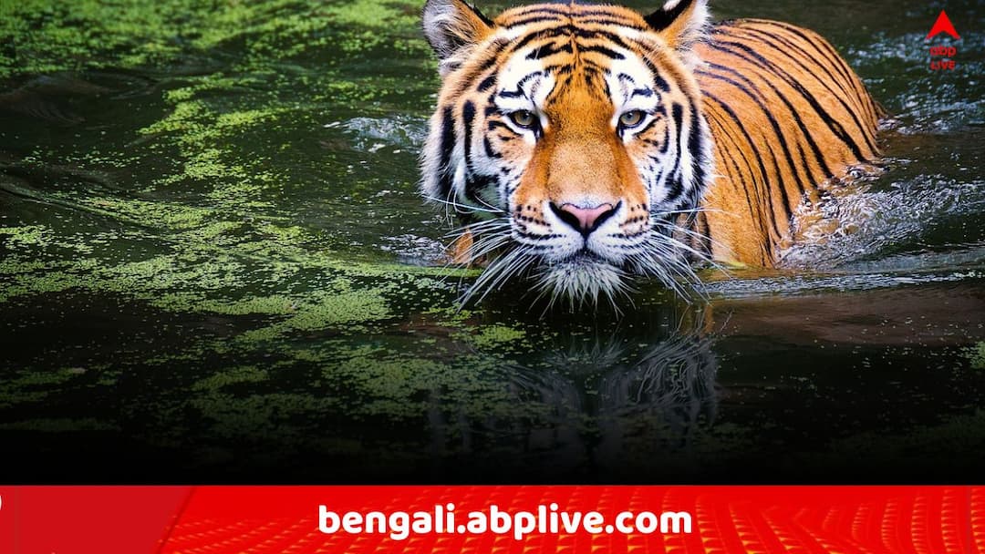 Tiger Fear comeback in Maipit South 24 Pargana and Jhargram Tiger Fear: 'জঙ্গলে লাল পিঁপড়ে সংগ্রহ করতে গিয়ে পাশেই বাঘ..' !
