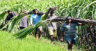 பொங்கல் வந்தாச்சு.. கரும்பு வெட்டும் பணி கடைசி கட்டத்தை எட்டியது !