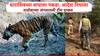 वाघोबाचं बस्तान हलणार! धाराशिवमध्ये वाघाच्या रेस्क्यूला 15 दिवसांनी परवानगी, ताडोबाच्या जंगलातलं रेस्क्यू पथक दाखल झालं
