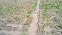 अलीगढ़ में किसानों के सामने खड़ा हुआ आर्थिक संकट, मुसबीत बनी बारिश, आलू के खेतों में भरा पानी