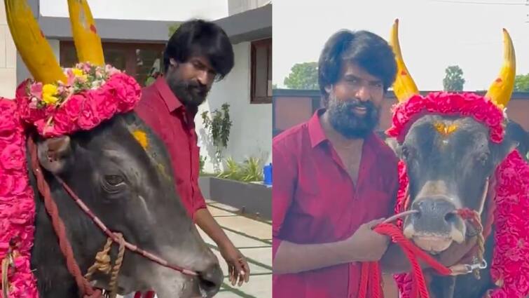 Actor soori jallikattu bull video on social media காளையுடன் ஜல்லிகட்டுக்கு தயாரான சூரி..இன்ஸ்டாகிராமில் வெளியிட்ட வீடியோ
