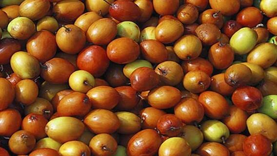 Bhogi 2025 : భోగిపళ్లకి దిష్టికి ఏంటి సంబంధం ..భోగిపళ్లు అంటే ఏమేం ఉంటాయి!