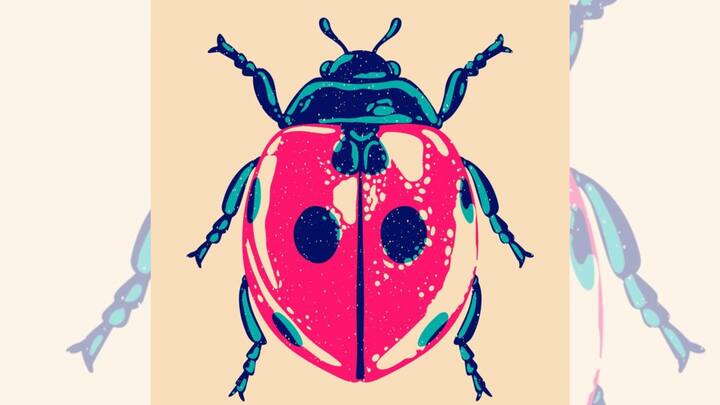 পোকামাকড় দেখে শিউরে ওঠেন অনেকেই। আবার পোকামাকড় ভালওবাসেন অনেকে।