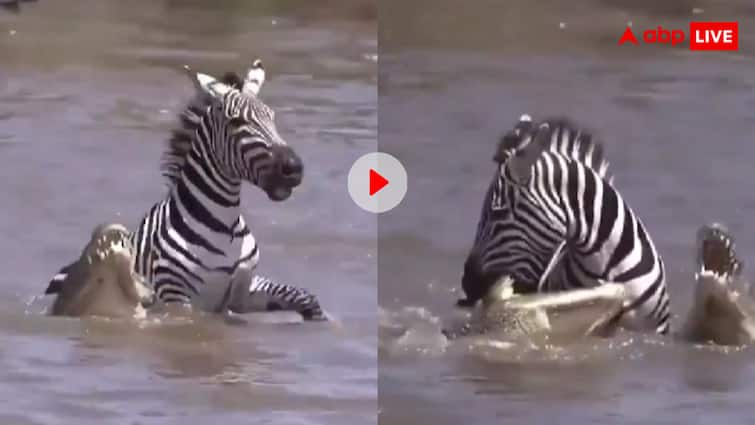 Zebra defeated crocodile in river video goes viral वीडियो देख शर्म से मर जाएंगे मगरमच्छ! जेब्रा के सामने भीगी बिल्ली बन गया मगर, वीडियो हो रहा वायरल