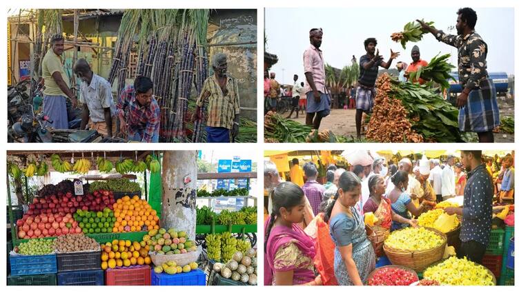 Pongal 2025 sugarcane turmeric new dress sale tamilnadu know full details Pongal 2025: களைகட்டும் பொங்கல்! சக்கைப் போடு போடும் கரும்பு, மஞ்சள், புத்தாடை விற்பனை -  ஹாப்பி அண்ணாச்சி