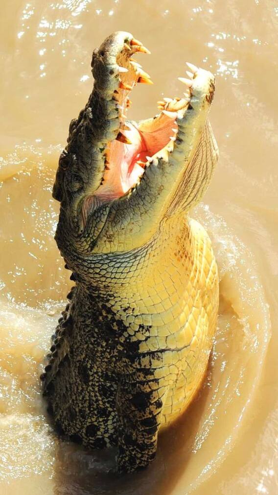 9 Prehistoric Predators Alive Today With Terrifying Hunting Skills