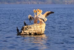 Rajasthan Weather: राजस्थान में और होगी बारिश, कड़ाके की ठंड के बीच मौसम विभाग का अलर्ट