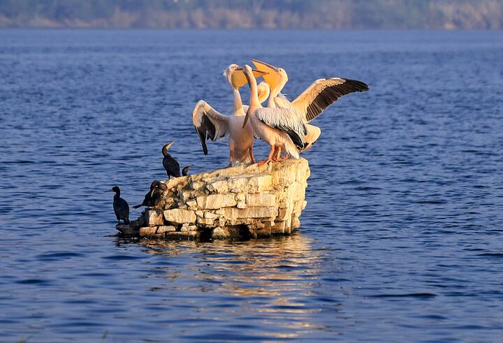 इस दौरान न्यूनतम तापमान सिरोही में 4.4 डिग्री सेल्सियस दर्ज किया गया. इसके अलावा भीलवाड़ा में 5.6 डिग्री, जालोर व जैसलमेर में 6.6 डिग्री, संगरिया में 6.9 डिग्री और लूणकरणसर में न्यूनतम तापमान 7.9 डिग्री सेल्सियस दर्ज किया गया.