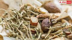 कैंसर जैसी गंभीर बीमारी से आपको दूर रखेगी ये 5 आयुर्वेदिक जड़ी-बूटियां, जानें कैसे?