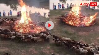 भाई ने तो चक्रव्यूह रच दिया... भेड़-बकरियों को ऐसा दौड़ाया कि जलती आग में करने लगीं स्टंट...