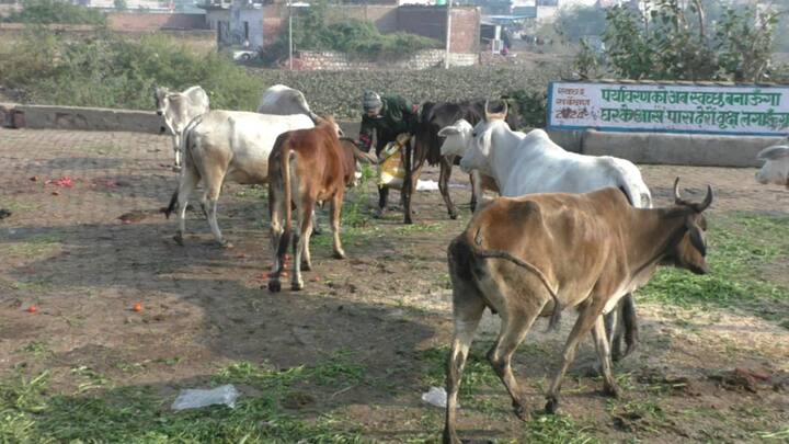 सूर्य के मकर राशि में जाने को मकर संक्रांति कहते हैं. आज के दिन भगवान सूर्यदेव को अर्घ्य देकर पुण्य प्राप्त किया जा सकता है. उन्होंने बताया कि मकर संक्रांति पर दान पुण्य करने से मनोकामना की प्राप्ति होती है.