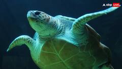 इस कछुए को घर में रखना माना जाता है गुड लक, जानिए कितनी है इसकी कीमत