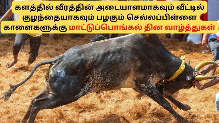 காளையின் திமிலை அடக்குவது என சொல்வது சரியாகாது ; தழுவுவதுதான் சரி..அன்பாலே அடக்கமுடியும்; மாட்டுப் பொங்கல் நல்வாழ்த்துகள்