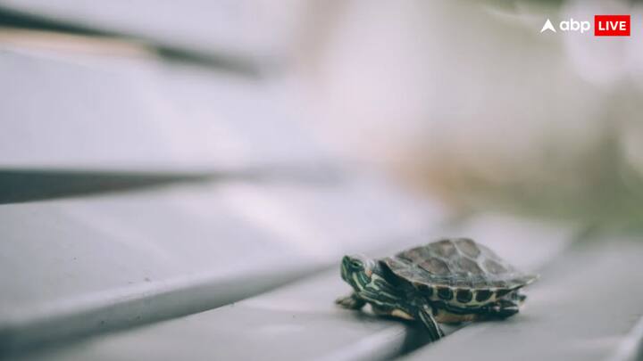 स्टार कछुओं का घरों में पालने की मांग बढ़ती जा रही है. लेकिन ये कछुआ इतनी आसानी से नहीं मिलता है. इसका रेट भी काफी महंगा होता है.