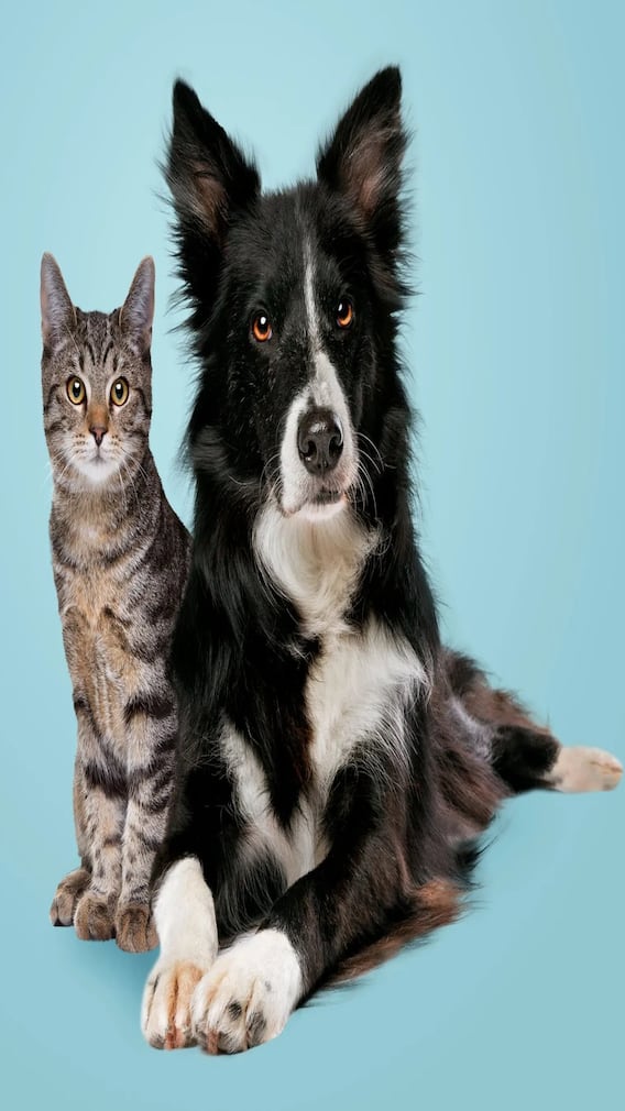 జంతువులకు వచ్చే ఈ ప్రమాదకర వ్యాధుల గురించి తెలుసా?